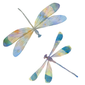 watercolor set of dragonflies isolated on white background