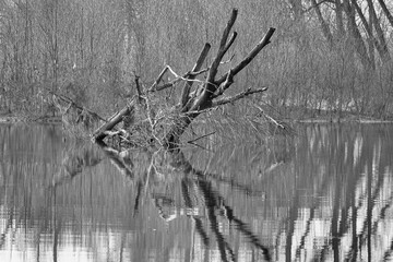 black and white image taken in Padova countryside, veneto , italy - obrazy, fototapety, plakaty