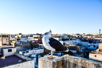 pigeons on the roof, photo as background - 674136134