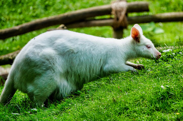 kangaroo in the grass , image taken in Hamm Zoo, north germany, europe - 674136594