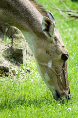 close up of a deer , image taken in Hamm Zoo, north germany, europe - 674136928