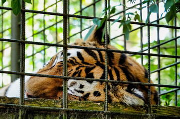 tiger in cage , image taken in Hamm Zoo, north germany, europe - 674136969