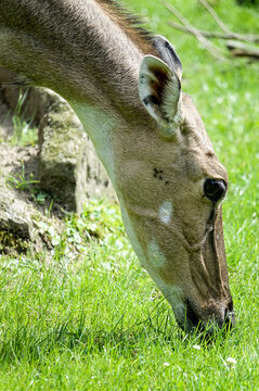 close up of a deer , image taken in Hamm Zoo, north germany, europe