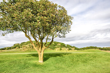 Fototapeta na wymiar St Andrews, Scotland - September 22, 2023: A picturesque solitary tree in the middle of a fairway on the Jubilee Golf Course, a public course in St Andrews Scotland
