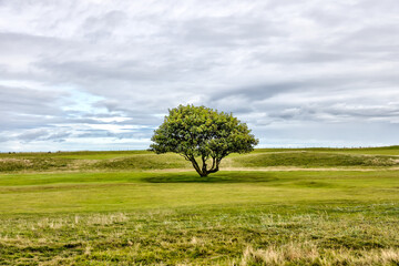 Fototapeta premium St Andrews, Scotland - September 22, 2023: A picturesque solitary tree in the middle of a fairway on the Jubilee Golf Course, a public course in St Andrews Scotland
