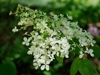 Hortensia paniculé