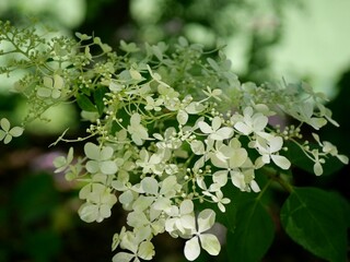 Hortensia paniculé