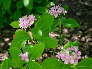 Crupine commune dans jardin