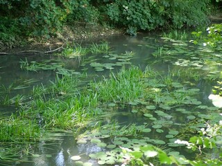 Étang vert avec lotus