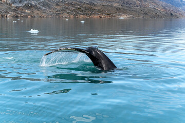 Obraz premium humpback whale on arctic ocean in Greenland