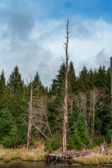 River And Slough Washington State