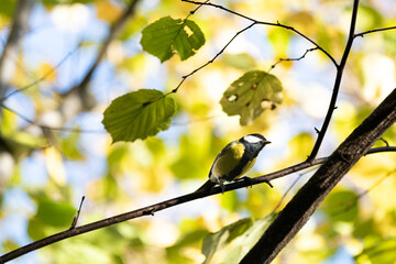 Great tit small bird autumn close up at the branch.