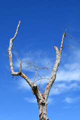 Forked dead tree against a bright blue sky and wispy clouds.