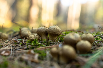 Mushrooms in the forest