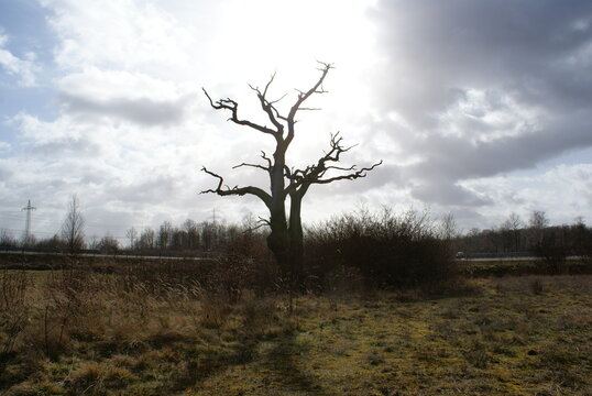Toter Baum