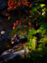 紅葉
