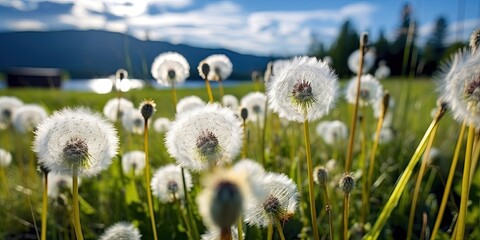 Dandelion white flower with seeds over green meadow