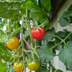Red ripe tomato and unripe blushing tomatoes hanging on tomato plant with green leaves .