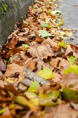 dry leaves from trees fallen on the street, fall concept