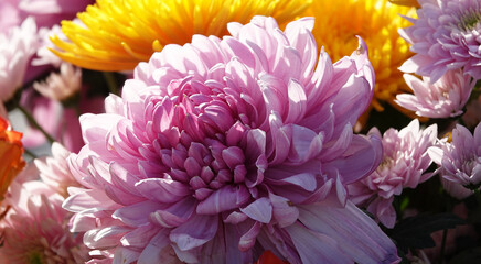Garden chrysanthemum - plant flower