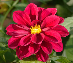 Obraz premium Decorative dahlia - plant flower