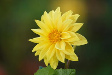 Decorative dahlia - plant flower