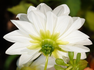 Decorative dahlia - plant flower