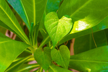 Tropical tree bush plant with heart shaped leaves in Mexico.
