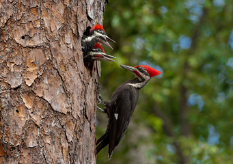 Pileated woodpecker feeding babies in a nest in Florida 