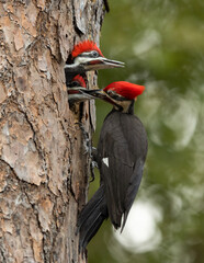 Pileated woodpecker feeding babies in a nest in Florida 