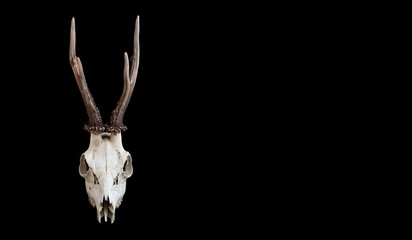 White naked deer skull with horns isolated on a black background with space for text on the right...