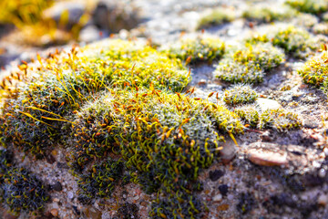 Moss and lichen grow on rock in Germany.