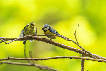 Eurasian blue tit (Cyanistes caeruleus) feeding by parent