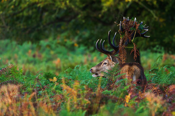 the red deer (Cervus elaphus) Hidden in the leaping ferns with grass on his antlers