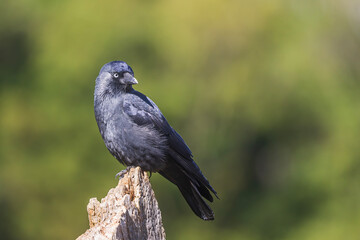 western jackdaw (Coloeus monedula) in a park in the city