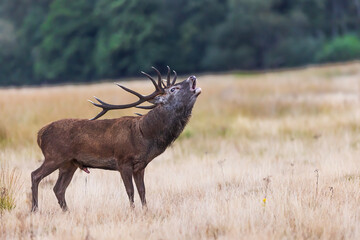 the red deer (Cervus elaphus) blowing the bugle in heat