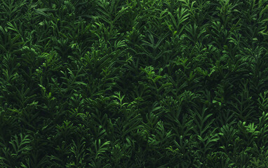 Foliage background with fresh green plant leaves. Plant wall for environmentally friendly or Earth day background.