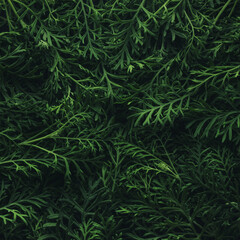 Foliage background with fresh green plant leaves in a simple center arrangement. Plant wall for environmentally friendly or Earth day background.