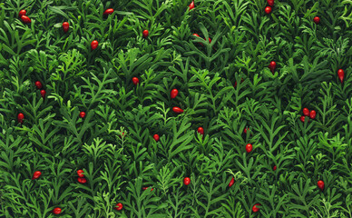Christmas background with green Christmas tree leaves and vibrant red berries wallpaper.