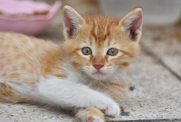 Young beautiful street cat standing on floor and looking at camera