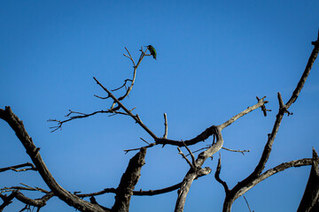 bird on a tree
