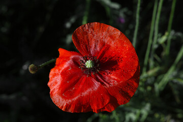red poppy flower