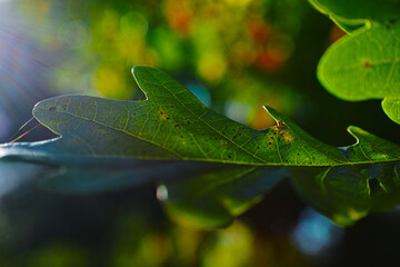 leaf on the tree in the autumn