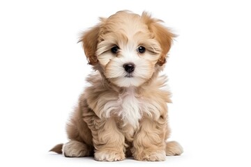 Maltipoo puppy posing alone on white background