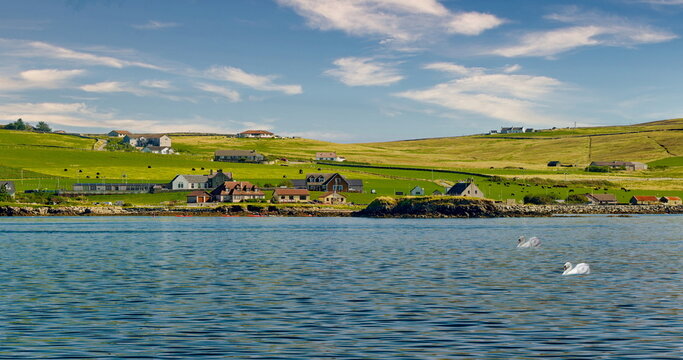 Farmland on Coast of Shteland Islands