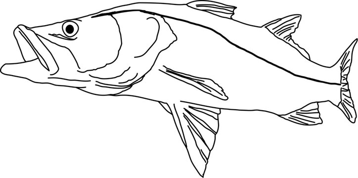 A simple outline of a Snook fish in action
