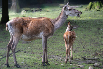 Fototapeta premium Female Red Deer with Young One (Cervus elaphus)