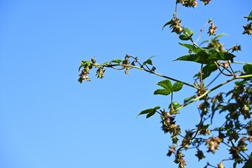 Humulus japonica (Japanese hop) flowers and fruits. Cannabaceae dioecious annual vine. The stems have small sharp spines and grow by getting entangled with other edible plants.