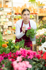 owner of flower shop lovingly inspects flower pots with large and bright ranunculus