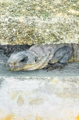 Mexican iguana lies on wall in tropical nature Mexico.